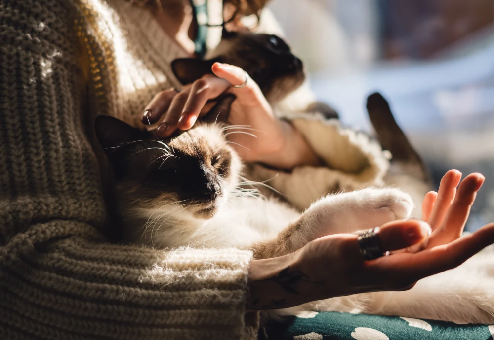 video camera for watching pets