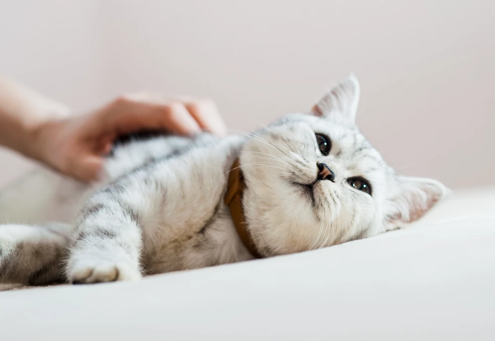 camera to keep an eye on pets